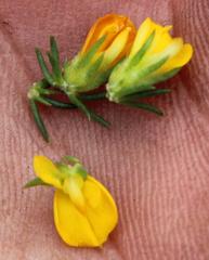 Aspalathus juniperina juniperina