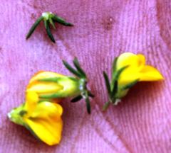 Aspalathus juniperina juniperina