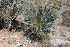 Encephalartos lehmannii