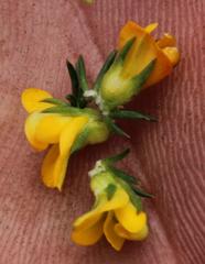 Aspalathus juniperina juniperina