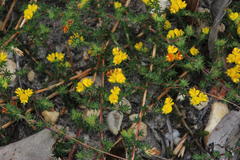 Aspalathus juniperina juniperina