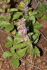 Ajuga ophrydis