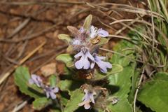 Ajuga ophrydis
