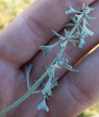 Atriplex pedunculata