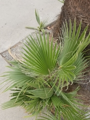 Washingtonia robusta