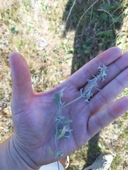 Atriplex pedunculata