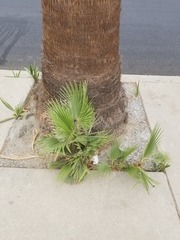 Washingtonia robusta