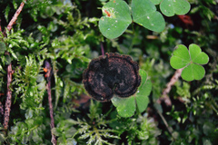 Auriscalpium vulgare