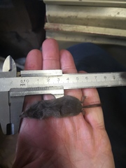 Sorex caecutiens