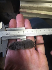 Sorex caecutiens