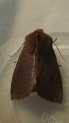 Orthosia transparens