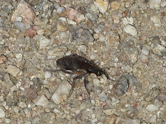 Coniocleonus pelletii