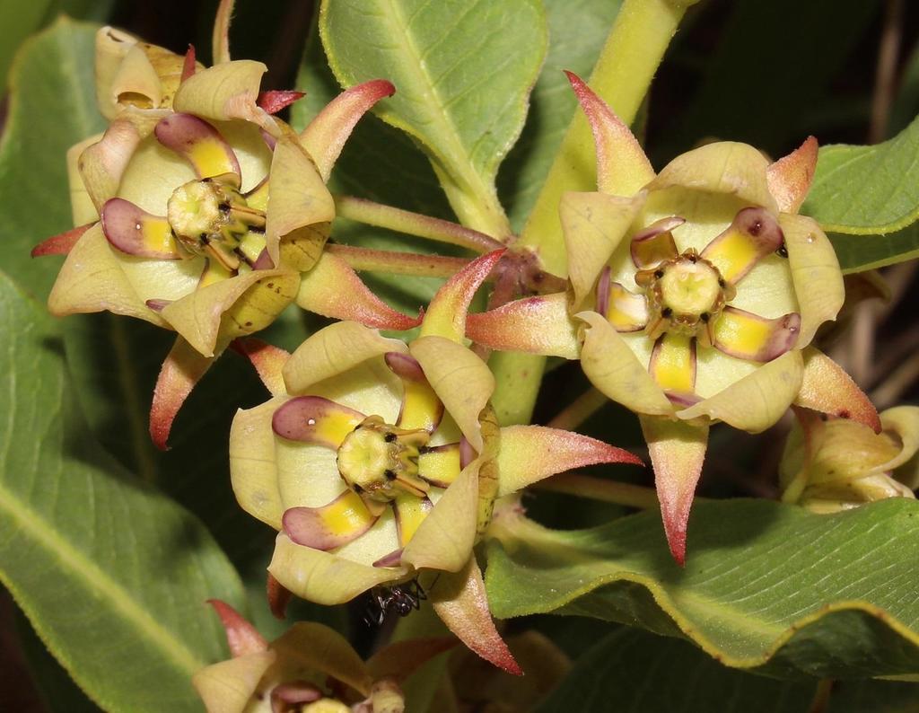 Pachycarpus