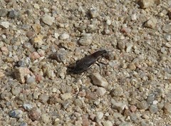 Coniocleonus pelletii