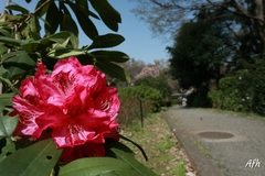 Rhododendron