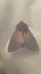 Orthosia transparens