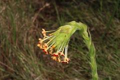 Glumicalyx goseloides