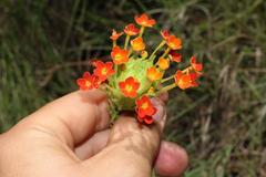 Glumicalyx goseloides