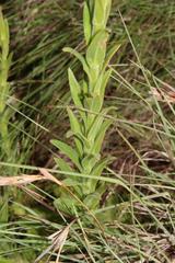 Glumicalyx goseloides