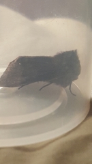 Orthosia transparens