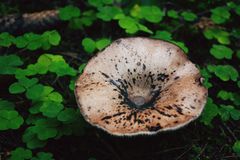 Gomphidius glutinosus