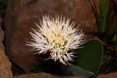 Haemanthus humilis hirsutus