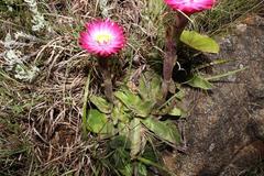 Helichrysum ecklonis