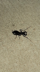 Mastigoproctus giganteus