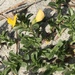 Ononis variegata - Photo (c) Muriel Bendel, μερικά δικαιώματα διατηρούνται (CC BY-NC), uploaded by Muriel Bendel