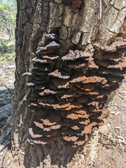 Inonotus munzii