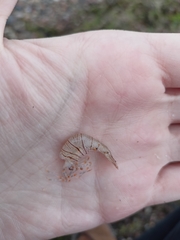 Palaemon elegans