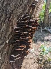 Inonotus munzii