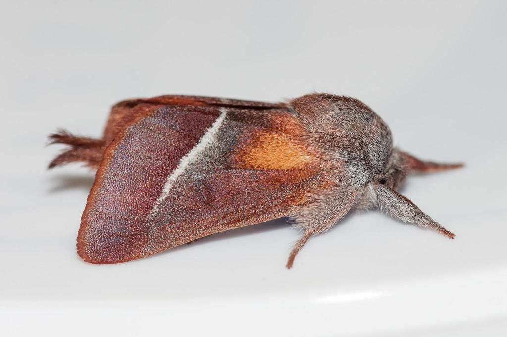 Clostera limacodina