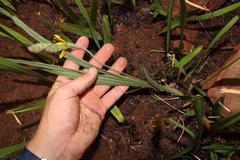 Hypoxis rigidula rigidula