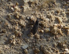 Coniocleonus pelletii