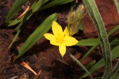 Hypoxis rigidula rigidula