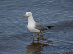 Larus michahellis