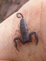 Hadogenes troglodytes