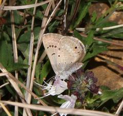 Lepidochrysops tantalus