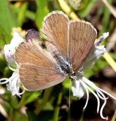 Lepidochrysops tantalus