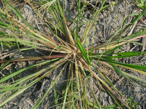 Image of Dinebra chinensis by (c) Jacy Chen, some rights reserved (CC BY)