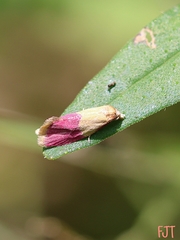 Cochylis rosaria