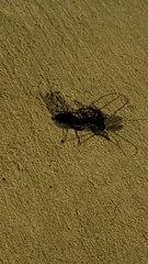 Mastigoproctus giganteus