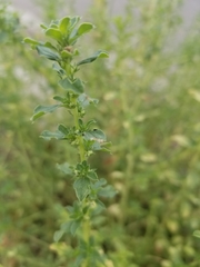 Amaranthus albus