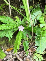 Biophytum dendroides