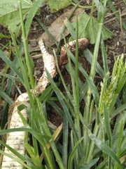 Pituophis deppei deppei