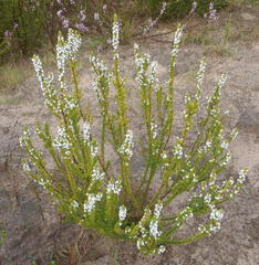 Muraltia squarrosa