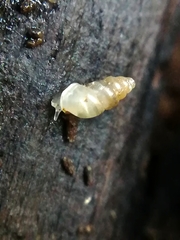 Carychium tridentatum