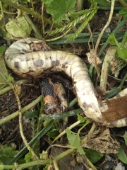 Pituophis deppei deppei