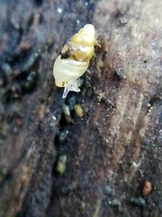 Carychium tridentatum